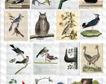 Vintage Birds Digital Download Collage Sheet B