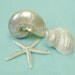 Beach Decor Shells - Nautilus, Pearl Turbo and Starfish with Swarovski Crystal Chain - Set of 3