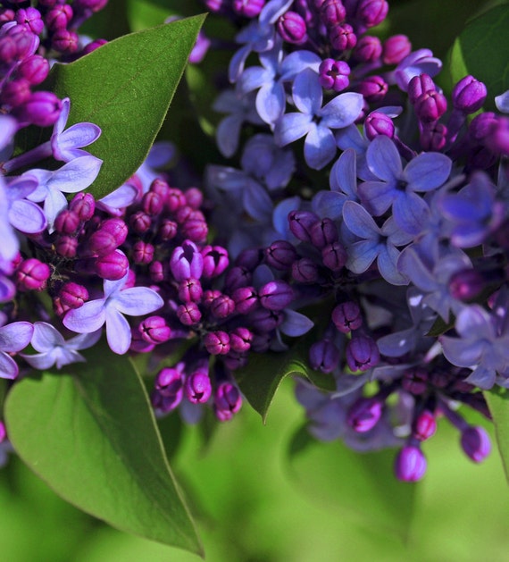 Lilacs Spring Purple Bloom Lavender Magenta Flower Cabin Lodge