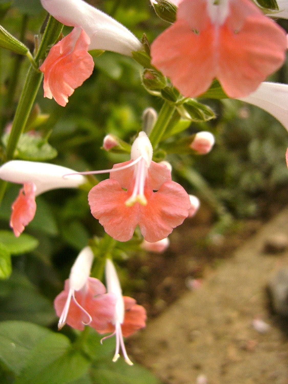 Salvia 'Coral Nymph' Seeds Salvia coccinea 'Coral