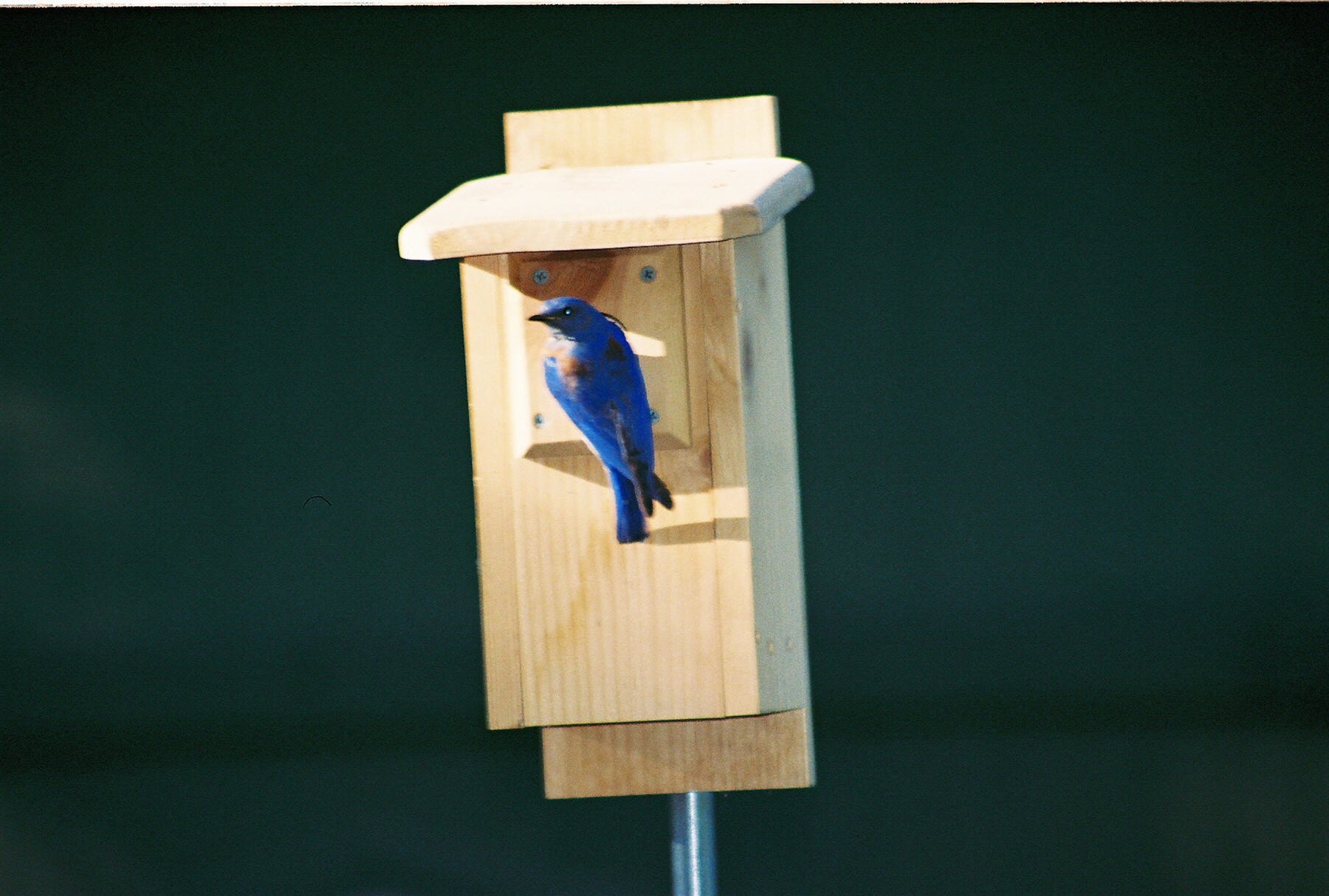 western bluebird nesting box by bonitochimesnmore on etsy western bluebird nesting box by bonitochimesnmore on etsy