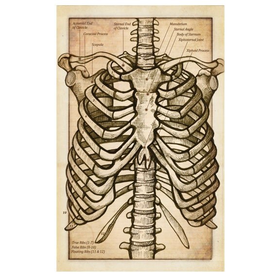 Items similar to Anatomy of the Thorax Flash Card Antique Style