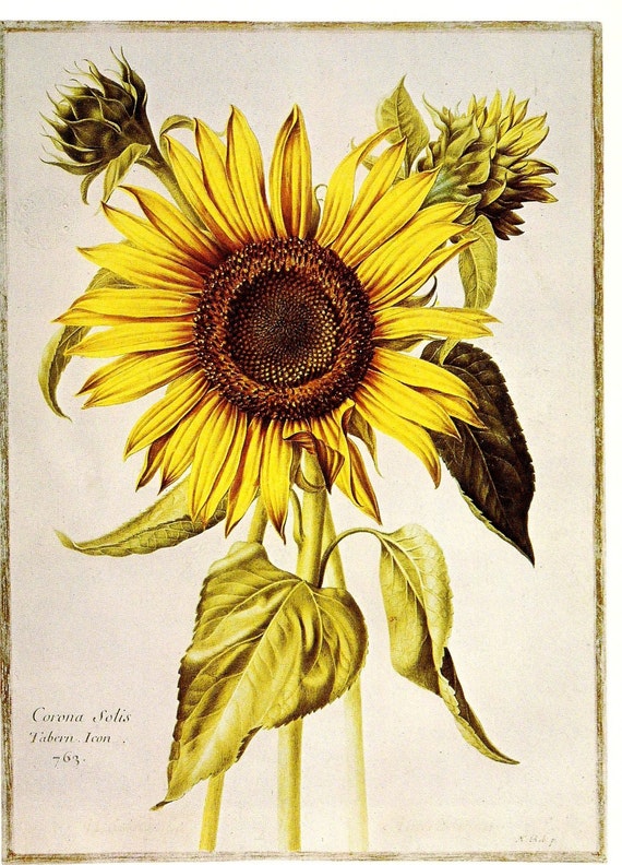 Items similar to SUNFLOWER & TURF - 2 Vintage Botanical Illustrations ...