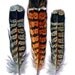 HOLD for JENNO MAYES Grouse Feathers Blank Card