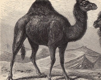 1908 Antique CAMEL print, Camels and Llamas