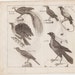 Rare 1800s Antique bird print, Exotic birds, Bird of Paradise, Superb Bird, the magnificent bird, French engraving