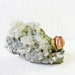 Real Hermit Crab Shell Specimen on India Crystal