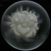 60% OFF - Flameworked Glass Silver Fumed Flower Implosion Marble