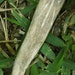 Deer Antler Awen pendant