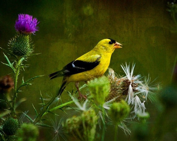 american goldfinch bird feeding on a thistle in the summertime american goldfinch bird feeding on a thistle in the summertime