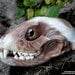 Living Heads Painted Raccoon Skull