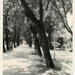 Vintage Photo "Shaded Park", Photography, Paper Ephemera, Snapshot, Old Photo, Collectibles - 0039