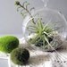 Green Layers Tillandsia Terrarium