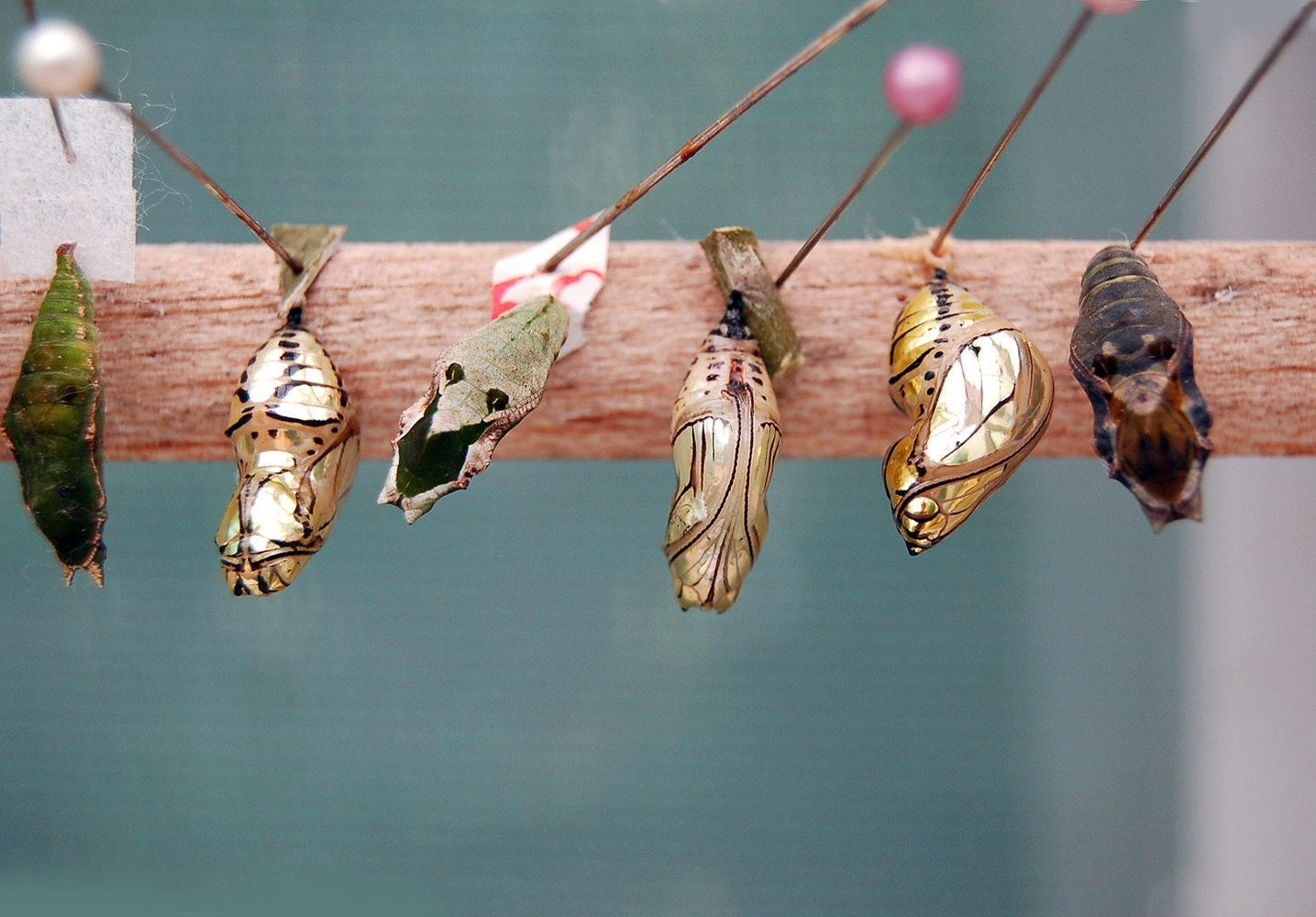 Items similar to Metallic wings butterfly chrysalis nature photography ...