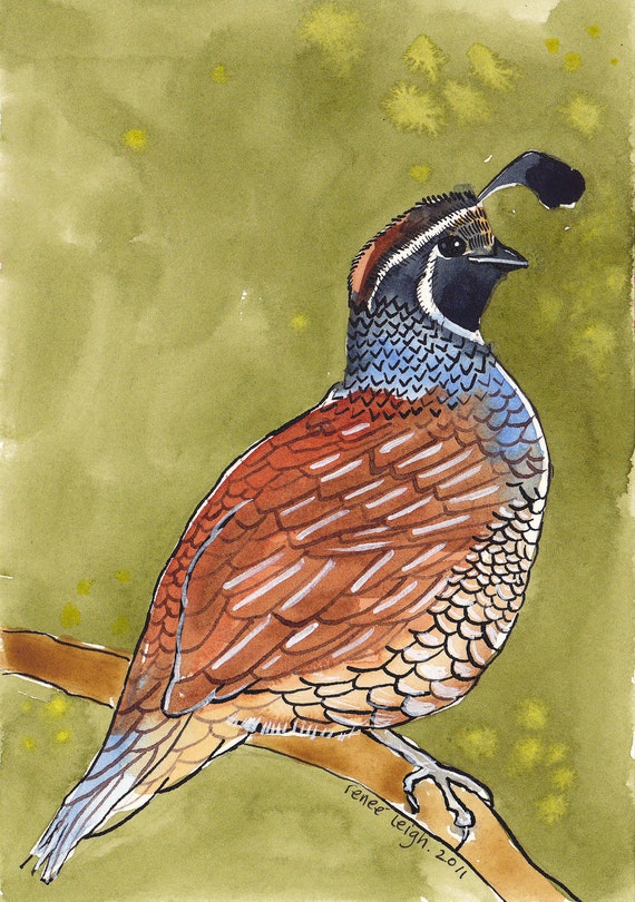 Monteque. An archival quail print. by ReneeLeigh on Etsy