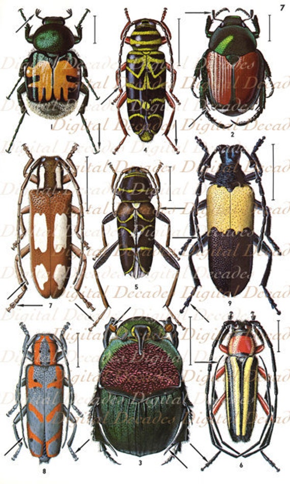 vintage insect clipart - photo #35