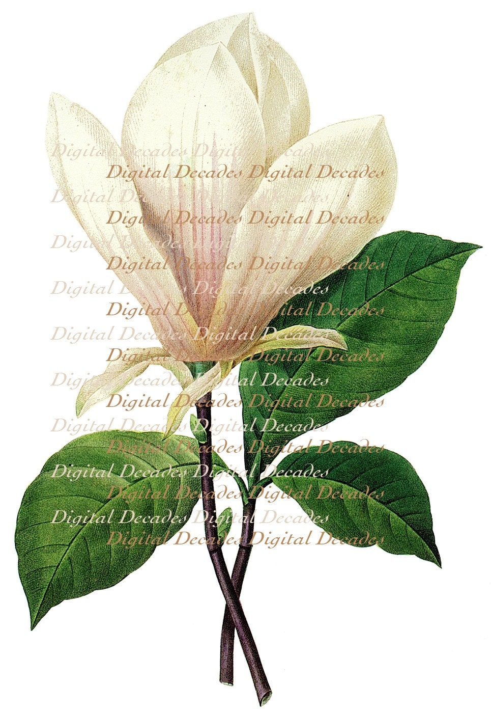 Magnolia Flower Vintage Art Illustration Digital Image