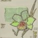 Light green orchid flower- blank greeting card for any event