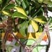 Handmade Macrame Plant Hanger Holder - CLASSIC - 6mm Braided Poly Cord "Pottery"