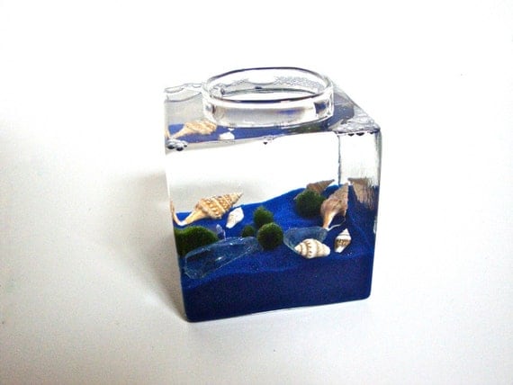 little ocean theme glass cube aquarium five marimo moss balls aqua terrarium ocean blue home decor ocean home decor sea glass decor from egardenstudio - Ocean Home Decor little ocean theme glass cube aquarium five marimo moss balls aqua terrarium ocean blue home decor ocean home decor sea glass decor from egardenstudio - Ocean Home Decor