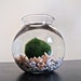 Huge Marimo Moss Ball in a Seashell Aquarium // Garden Decor, Indoor Decor, Outdoor Decor, Green Live Plant Decor, Big Green Pom Pom Ball