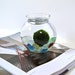 Big Marimo Moss Ball Colorful Aquarium, Marimo Decor with Frosted Colorful Pebbles, Lovely Aqua Stone Terrarium, Easy to Take Care of Plant