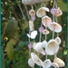 Mini Florida Seashell & Driftwood Windchime - under 20 - Natural Beach Wedding Pink