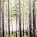 ACEO, Redwood Forest, 2.5x3.5, Collectible Original Watercolor Painting. Landscape, Scenic Earthspalette