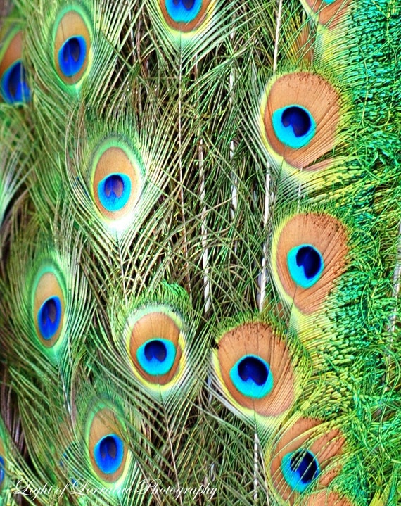 Items similar to Glam Peacock Feathers - Fine Art Print- 8x10 on Etsy