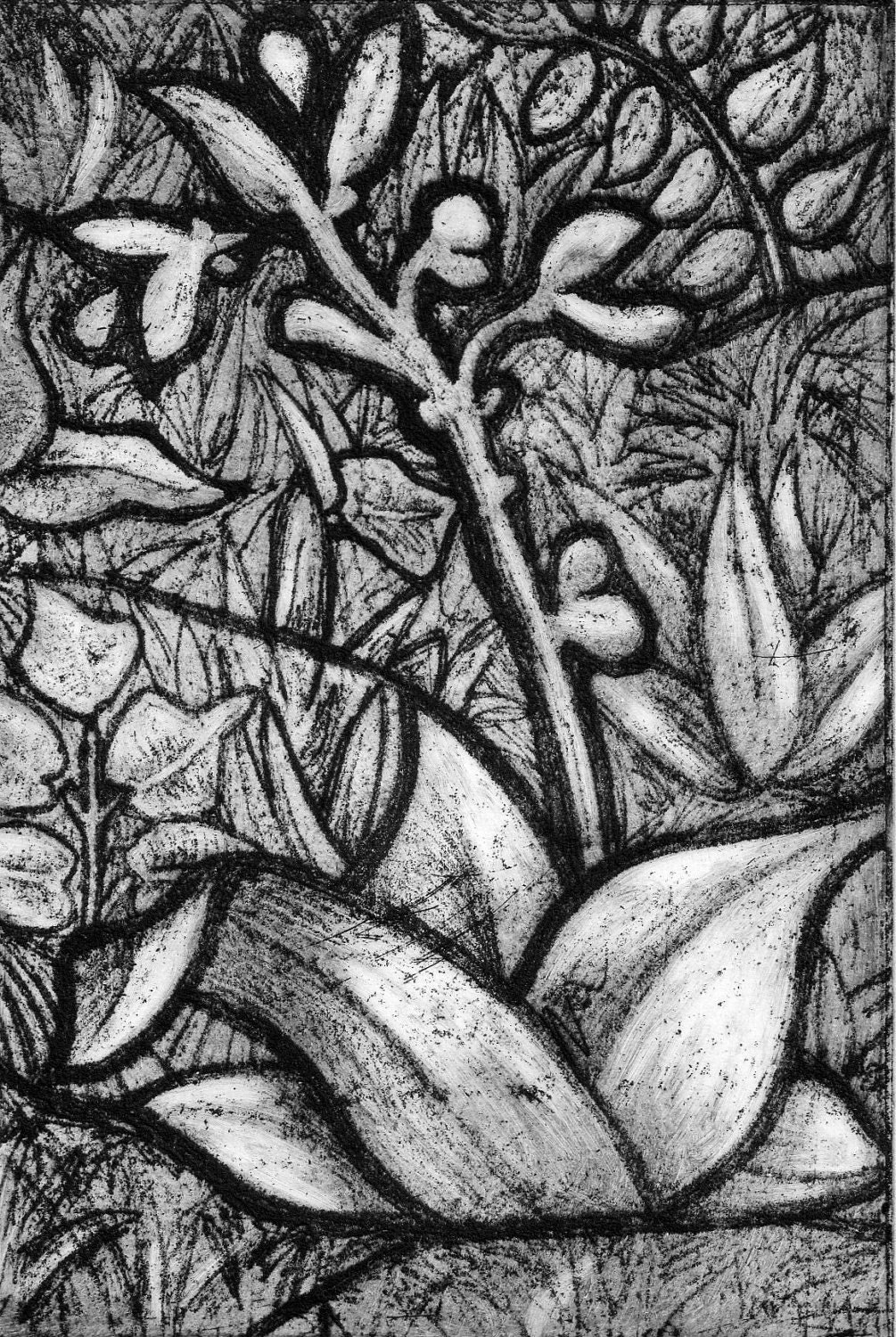 Soft ground drawing etching of plants garden leaves