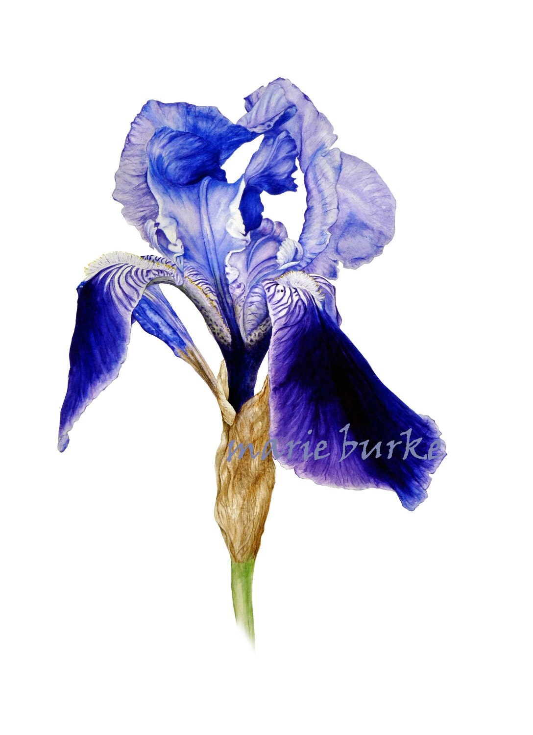 Iris fine art botanical print Iris watercolour Iris print