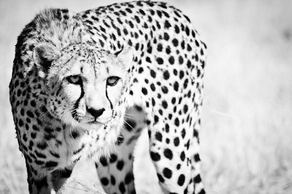 Cheetah Home Decor Modern Fine Art Animal Photography