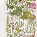 Vintage Botanical Print, Wildflower Chart, British Book Plate Illustration to Frame, Red Currant, English Stonecrop