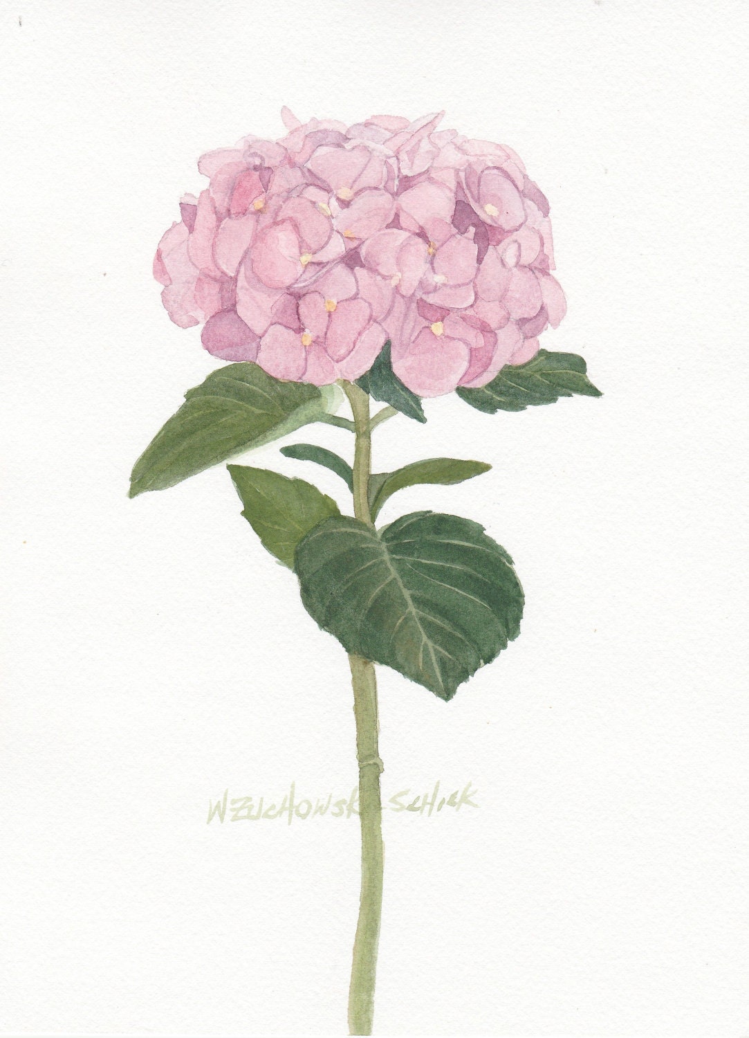 Pink Hydrangea Original Watercolor