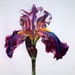 Iris in Lilac and Magenta
