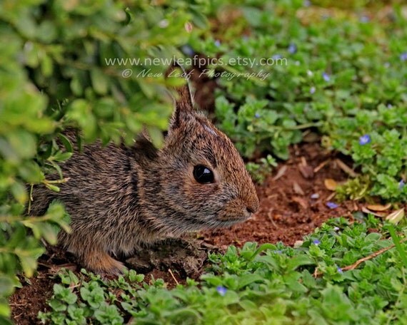 Animal Photography, nature photography, Easter Bunny, baby rabbit ...