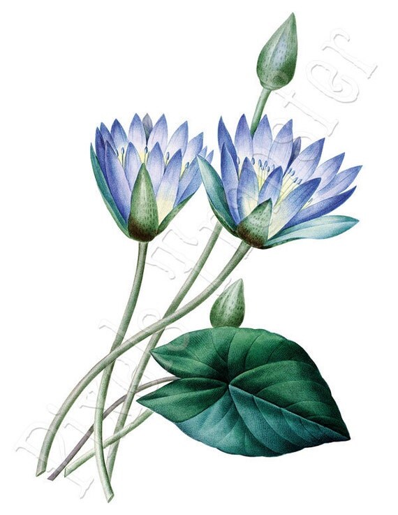 clipart water lily - photo #36