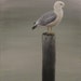 Original oil painting "Silence" (10"x30")