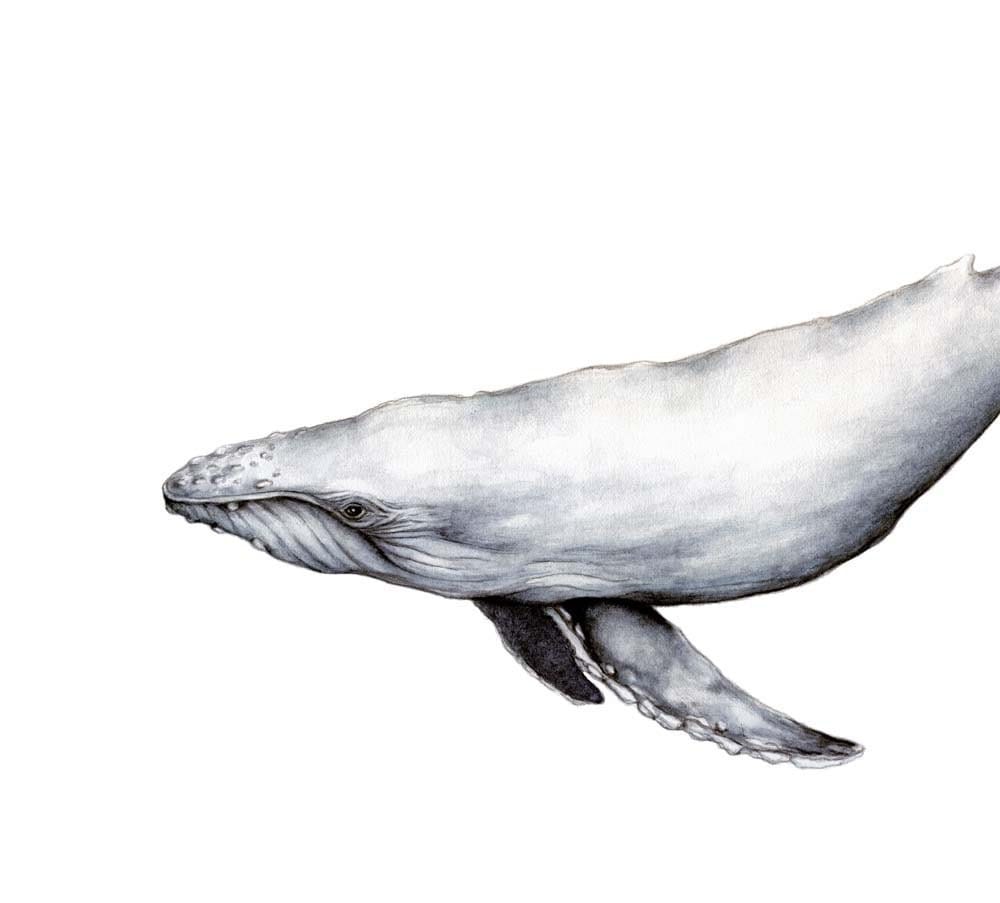 Humpback Whale art print of watercolor by TheSacredGift on Etsy