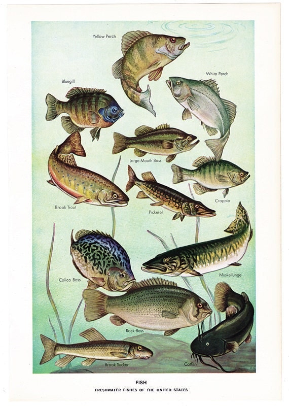 Freshwater Fish of United States vintage encyclopedia