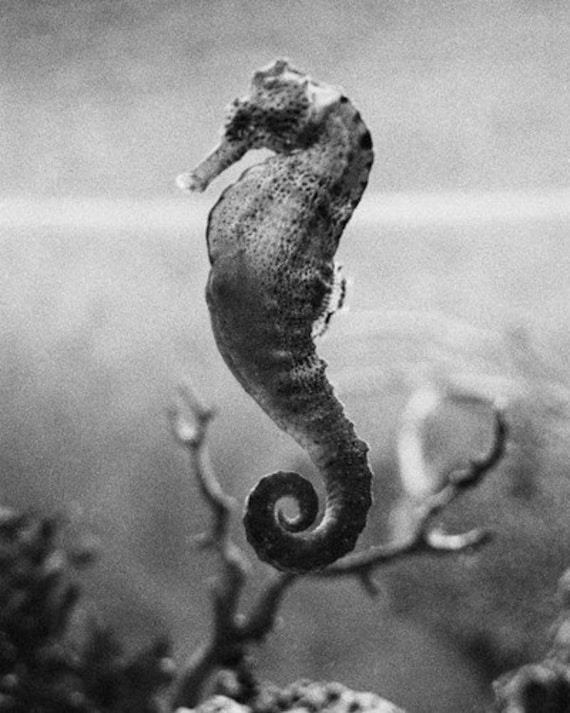 Black and white photography seahorse art My Little Seahorse