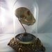 Real African Vervet Monkey Skull Under Glass Dome