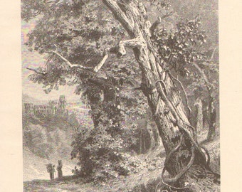 1897 Hedera Helix, Common or English Ivy Climbing up an Oak Tree Original Antique Engraving to Frame