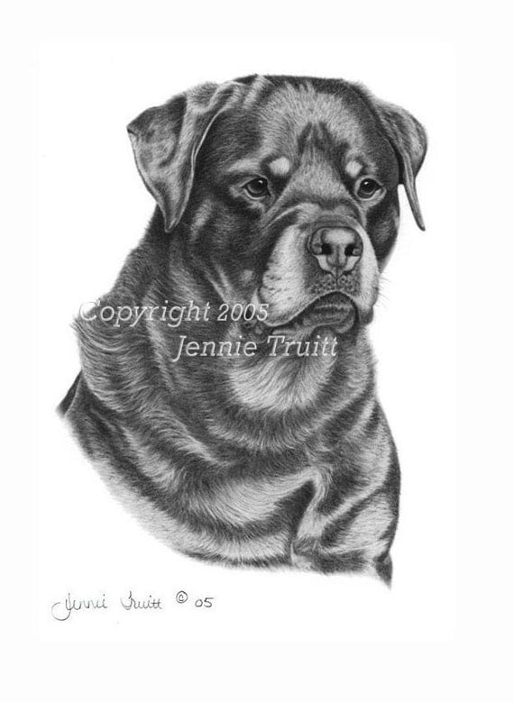 Items similar to 11 x 14 Rottweiler Art Print from Original Pencil