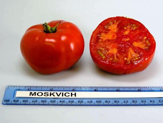 Томат москвич фото