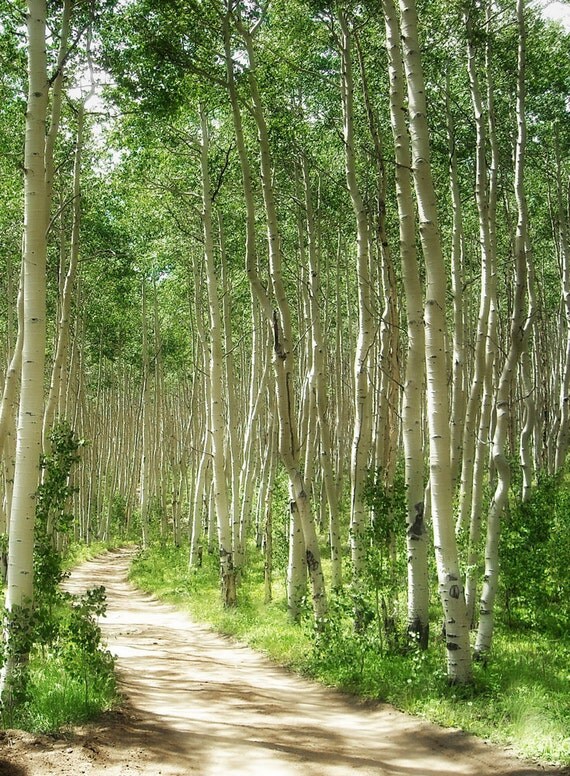 Aspen trees photo Colorado aspen wall art summer trees