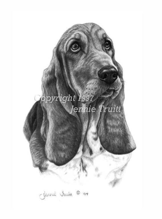 11 x 14 Basset Hound Art Print from Original Pencil Drawing by