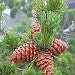 Pinetree Keepsakes