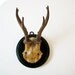 Vintage Deer Antlers - Mounted on wood