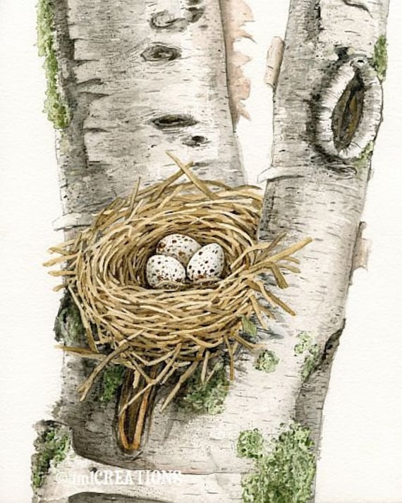 Cardinal's Nest In Birch Tree 8x10 ORIGINAL watercolor